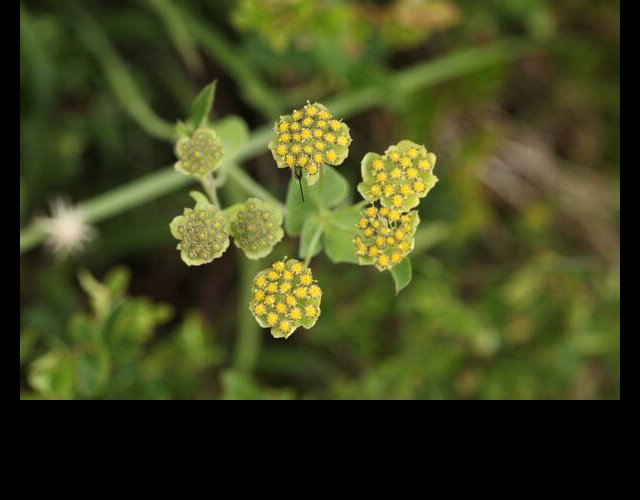 Buplèvre étoilé, Bupleurum stellatum