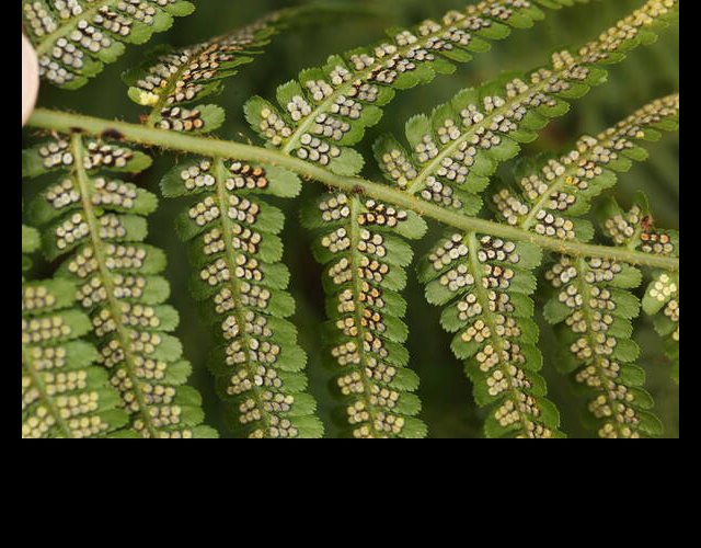 Fougère mâle, Polystichum filix-mas
