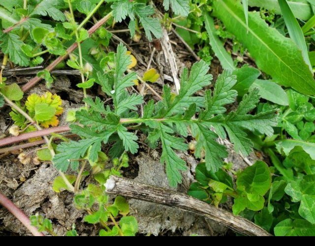 Erodium bec de cigogne, feuilles basales