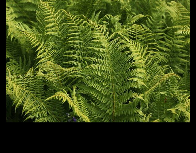 Athyrium alpestre, Athyrium distentifolium