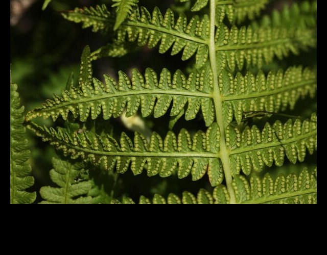 Fougère des mmontagnes, Oreopteris limbosperma