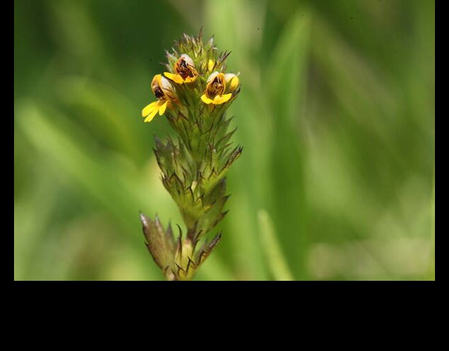 Euphraise naine, Euphrasia minima