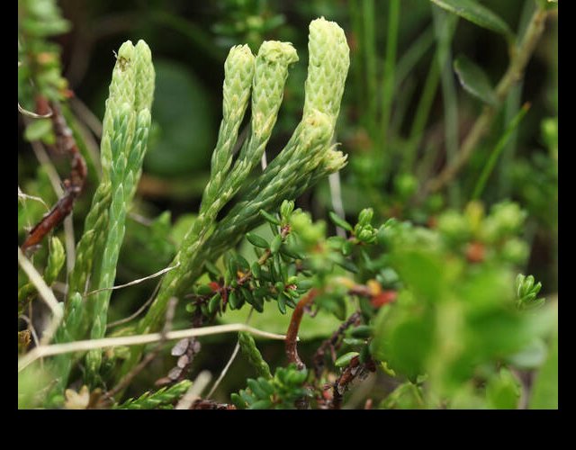 Lycopodes des Alpes, Diphasiastrum alpinum, protégé