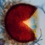 Golovinomyces cichoracearum