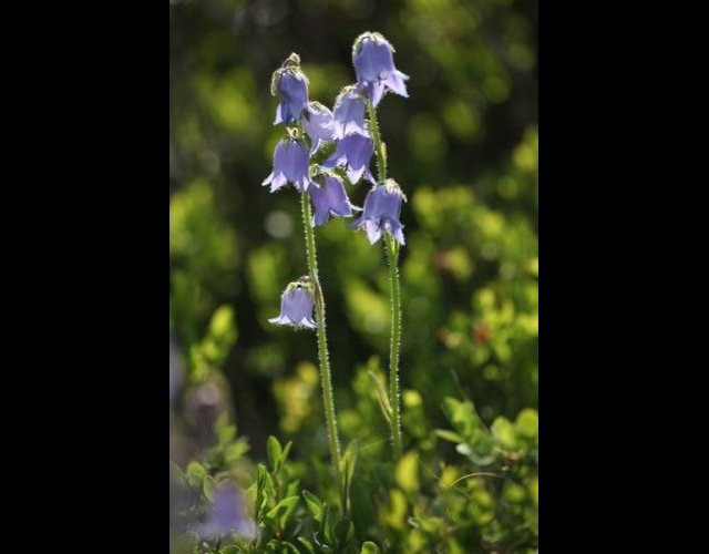 Campanule barbue, Campanula barbata