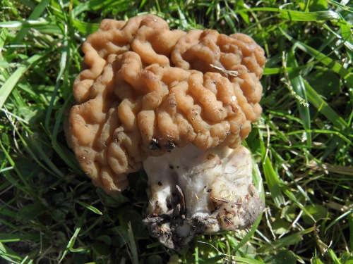 <p>Déterminé avec certitude un mois après la sortie, le temps qu'il produise des spores mures !</p>Photo G. Genet