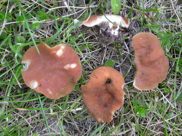 <p>Une pézize maintenant classée dans les gyromitres : Gyromitra accumbens</p>